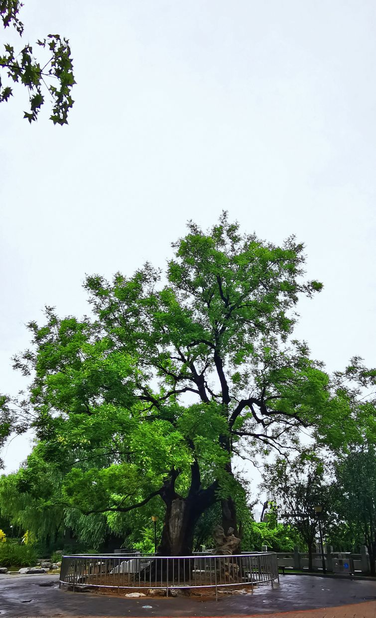 鍖椾含绉樺,鍖椾含绉樺涔嬫梾