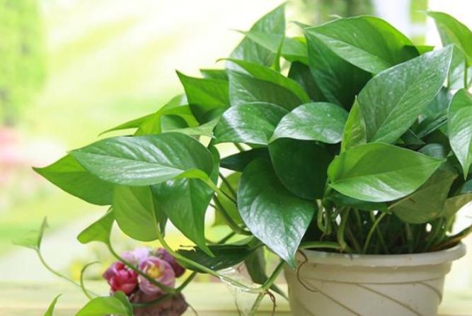 绿萝怎么养才爆盆和爬满墙,绿萝的养殖方法水培绿萝