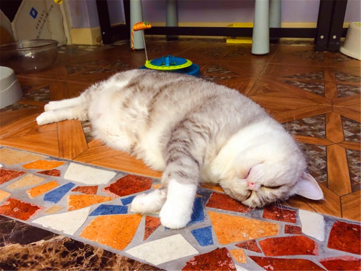 猫咪深度睡眠姿势,猫咪怎样睡觉才说明放松警惕