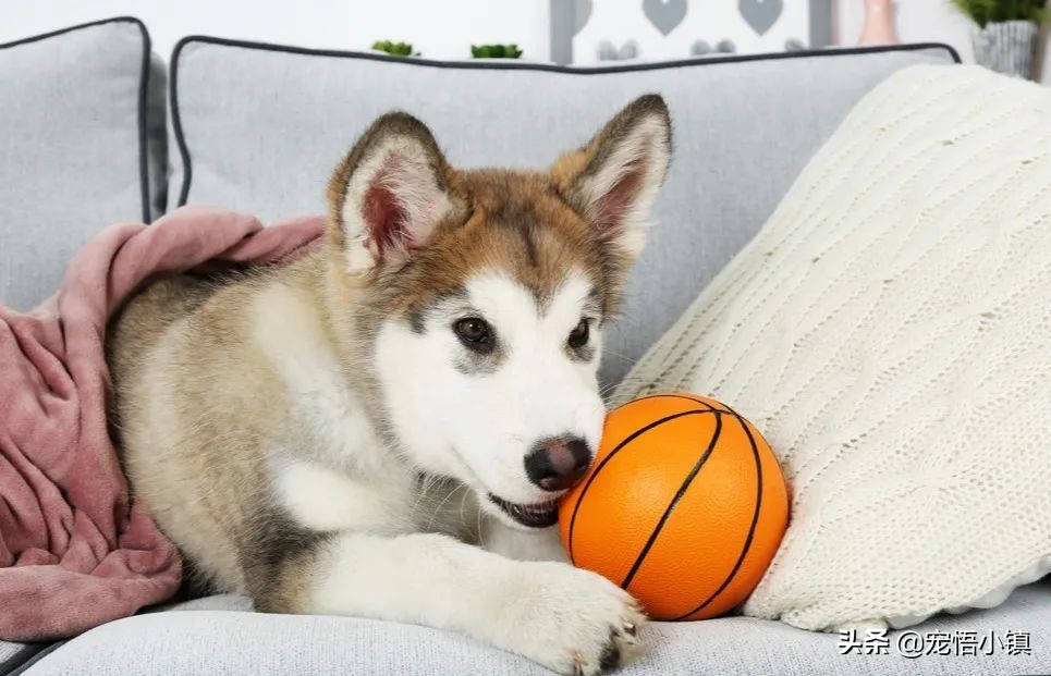 狗狗的玩具用小苏打清洗,狗狗的塑料玩具怎么消毒