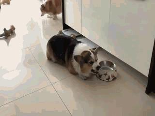 看起来很萌,实则凶悍无比的海豹,不护食却爱“分享”