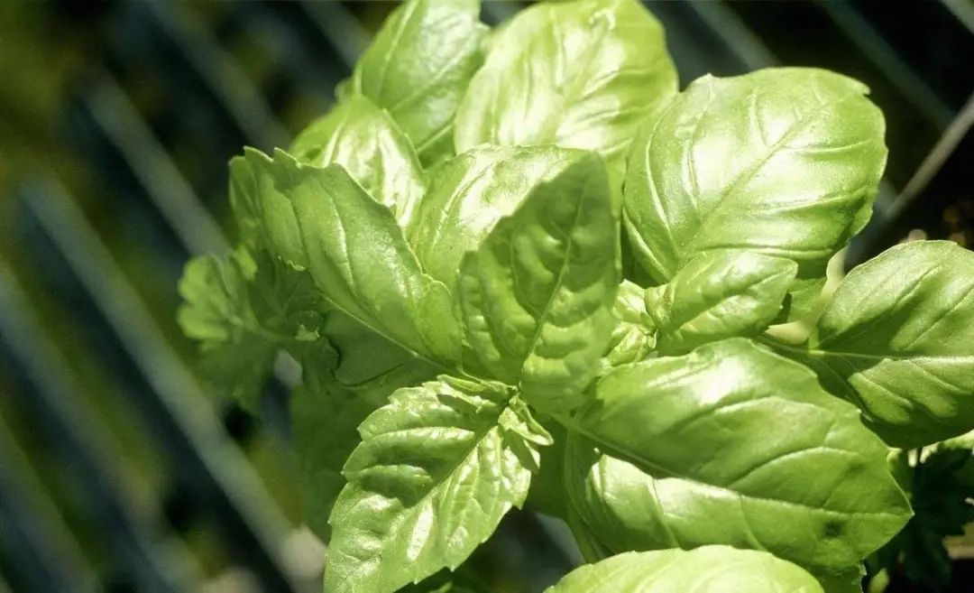 味似茴香的罗勒，叶翠、花艳、芳香四溢，实用派都盆栽在阳台上