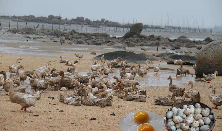 广西北海正宗蟹黄海鸭蛋,咸鸭蛋海鸭蛋媲美蟹黄