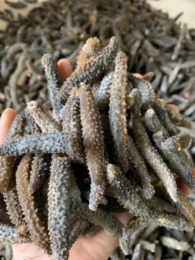 印尼黄金刺参和辽参区别,印尼努沙登加拉野生黄金刺参