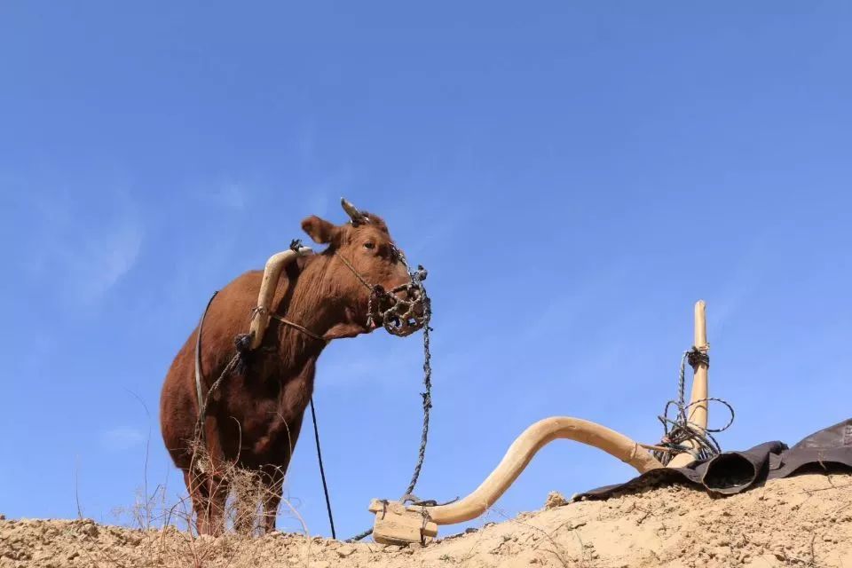 听陕西人说话,听陕北人说话就是听文言文