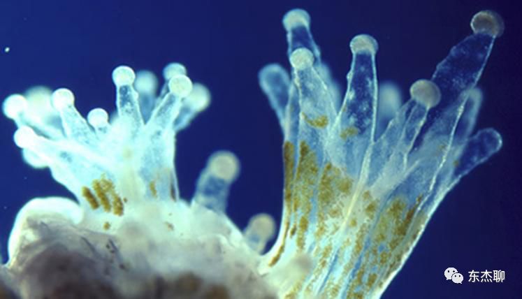 海缸np必须双零吗,海缸翻缸需要重新爆藻吗