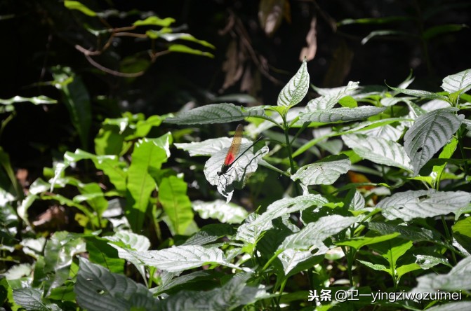 长沙到张家界旅游攻略自由行,长沙到张家界房车自驾游