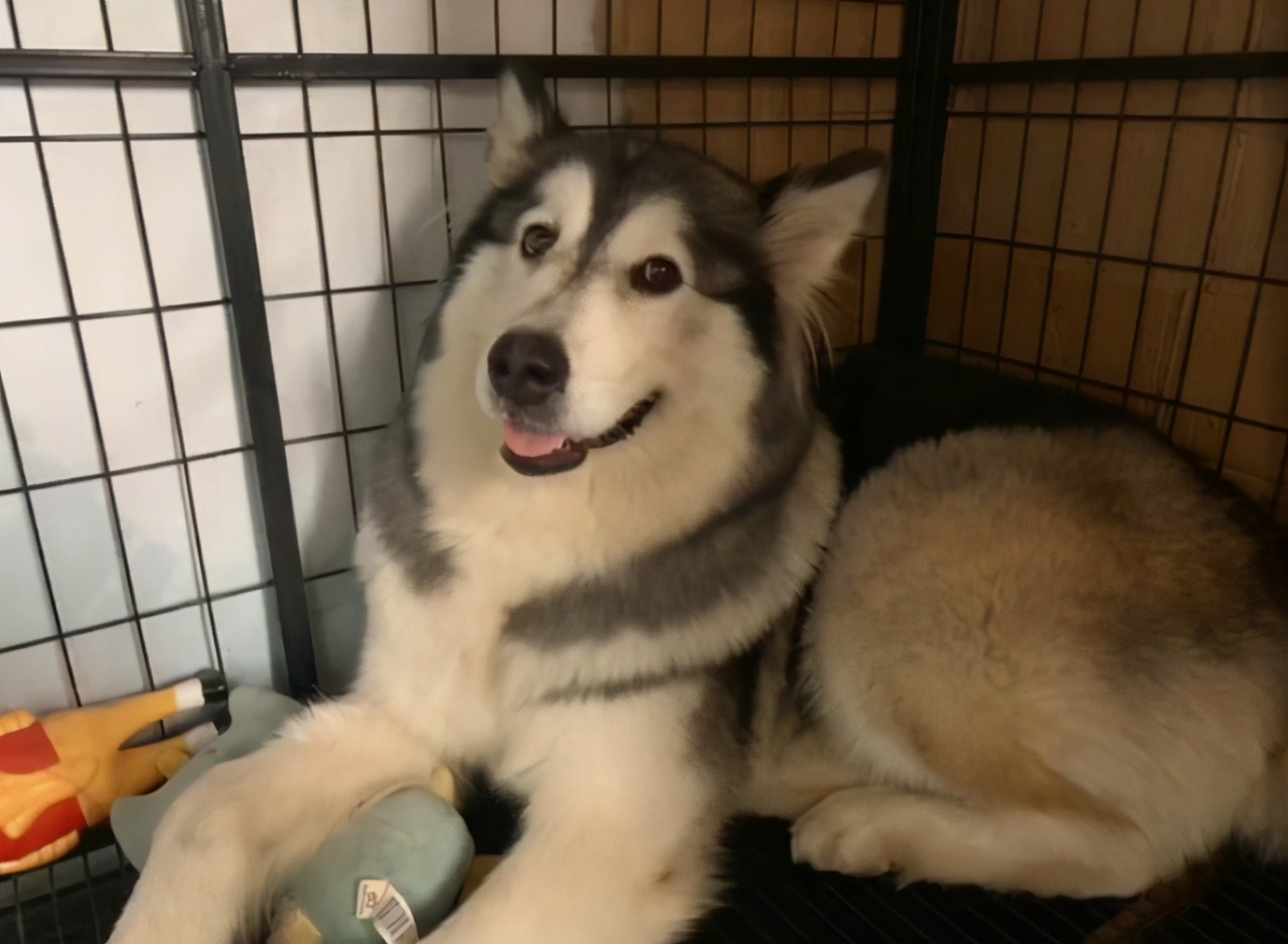 该不该让公狗生宝宝,要不要让小狗生宝宝