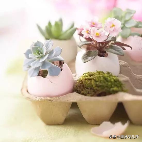 创意花盆简单制作方法,居家花盆