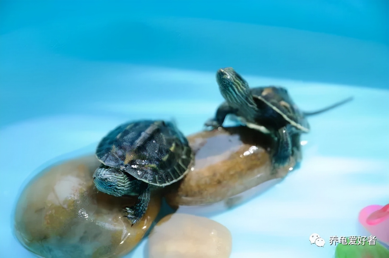 龟缸里的水很脏为什么一点都不臭,龟缸油膜有危害吗