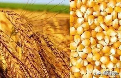 大孕龄母猪流产什么原因,母猪在35天左右流产是什么原因