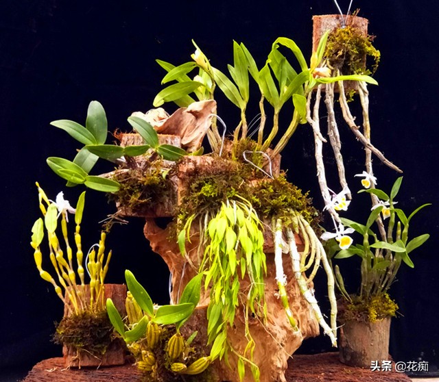 铁皮石斛怎么养长得快用什么肥,铁皮石斛的养法和注意事项