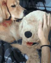 金毛搞笑表情图片伸手,金毛玩耍的动图搞笑