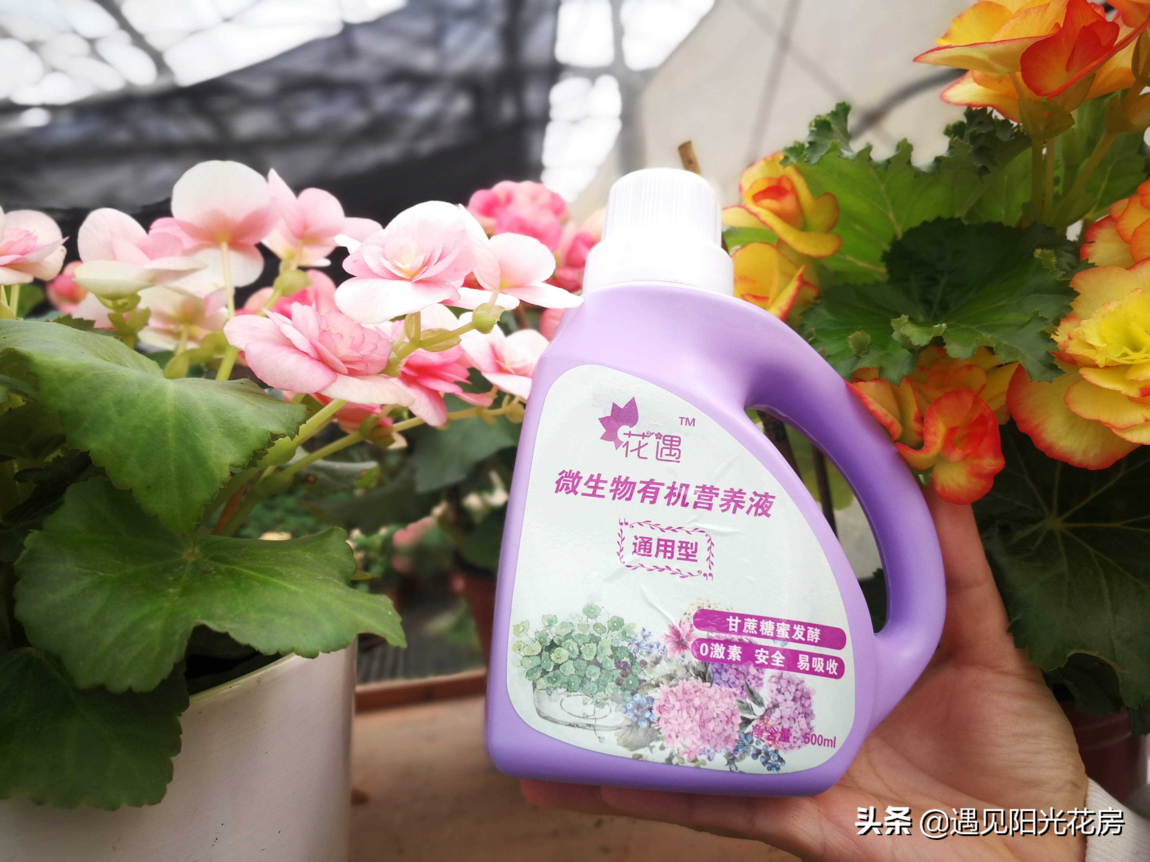 丽格海棠根烂怎样补救,丽格海棠为啥不浇水也烂