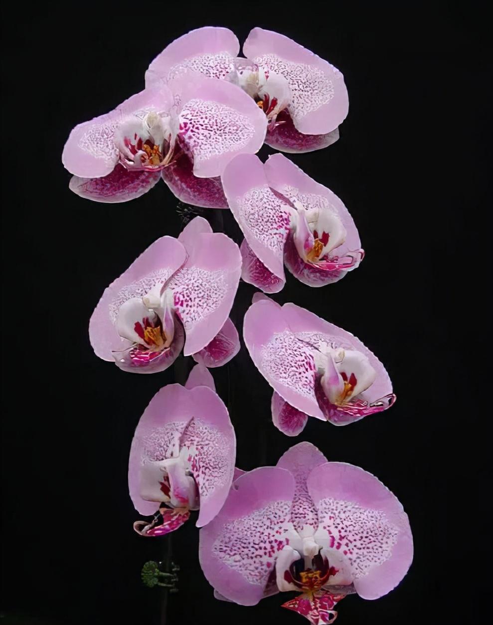 看芦头辨兰花种类,野生兰花种类图片