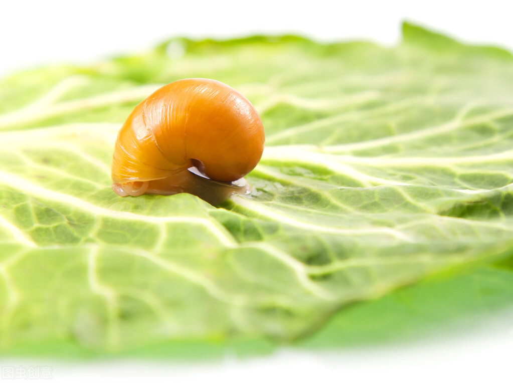 白菜心都被虫子吃了怎么治,白菜被虫子咬怎么治