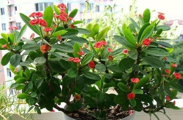 盆栽用什么土不烂根,盆栽土板结用什么水