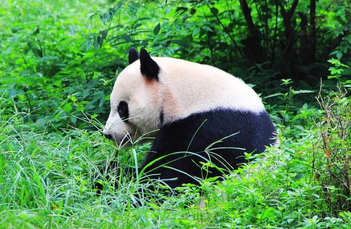 成都旅游远近攻略推荐理由,成都蓉城之秋旅游攻略