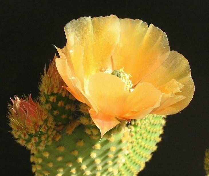 “常年丑貌君不问，一日花红万户惊”——仙人掌的产地及精品赏析