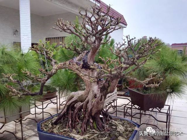 黄圃镇花店,花乡花卉绿植区