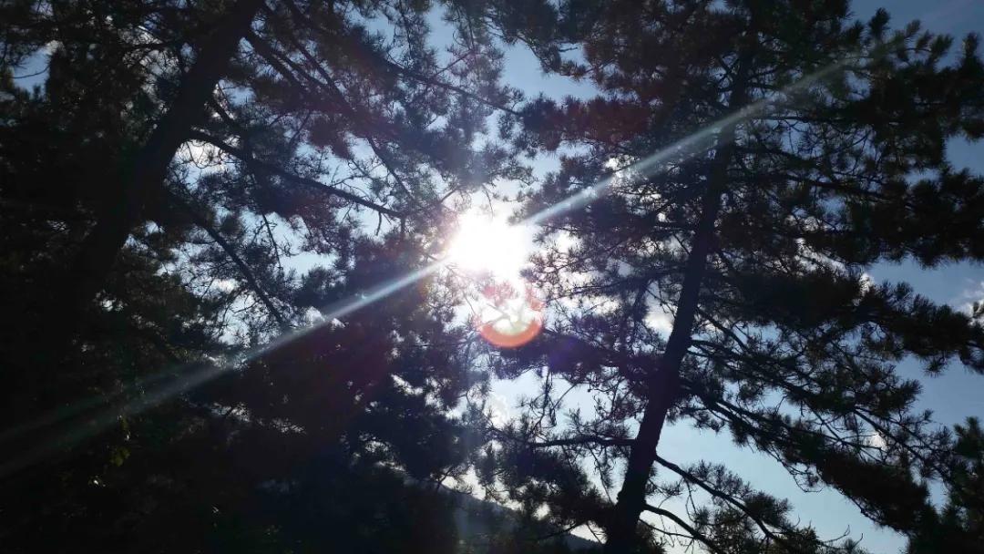 黄陵森林公园哪里好玩,黄陵国家森林公园游玩项目花费