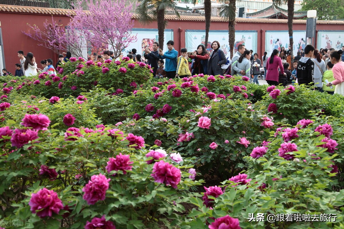 国色天香洛阳牡丹基地,牡丹国色天香品种介绍