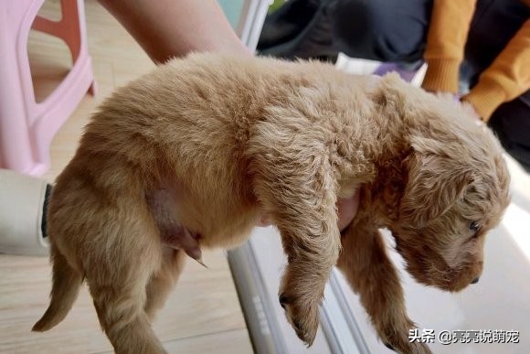 金毛每天都无精打采的怎么办,金毛在家无精打采的表现