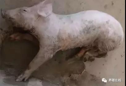 母猪各种病预防,母猪常见疫病及防控措施