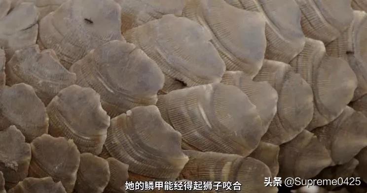 吃野生穿山甲的后果,吃了穿山甲会有什么法律后果