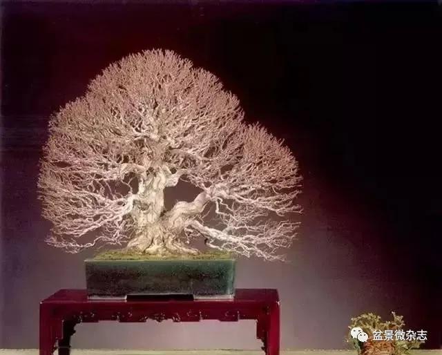 日本黄金光叶榉盆景 (日本风神盆景图片)