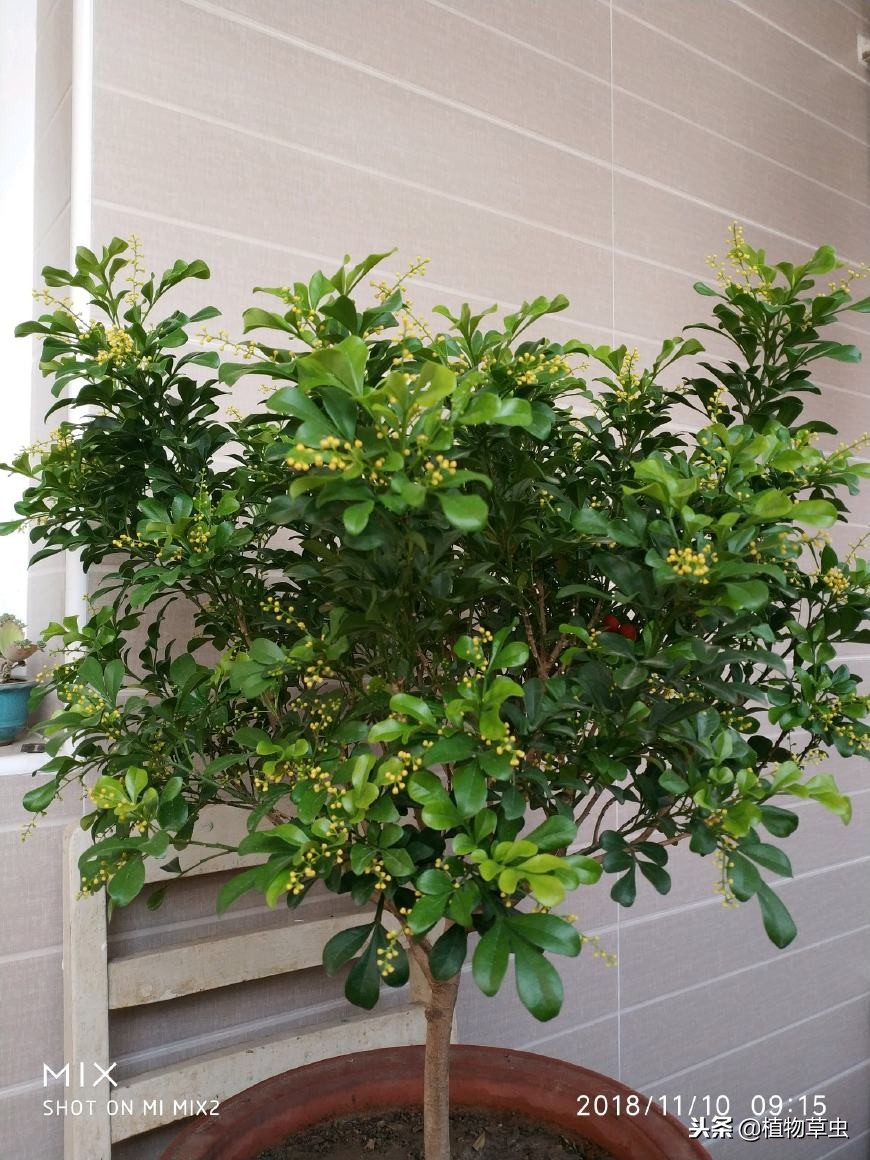 冬季米兰花怎么养护,米兰花的冬季管理与养护