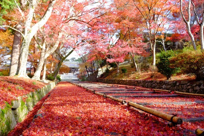 京都赏枫2022,京都赏枫必去景点有哪些好玩的