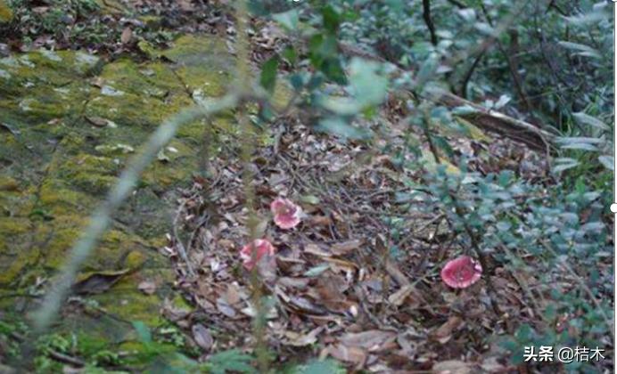 红菇一天采不到2斤，一斤1200元，你见过吗？