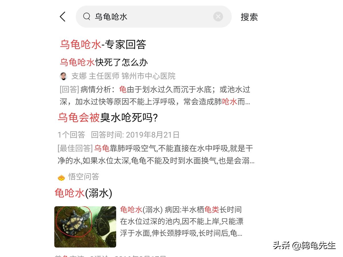乌龟呛水是什么样子,乌龟呛水的后续治疗