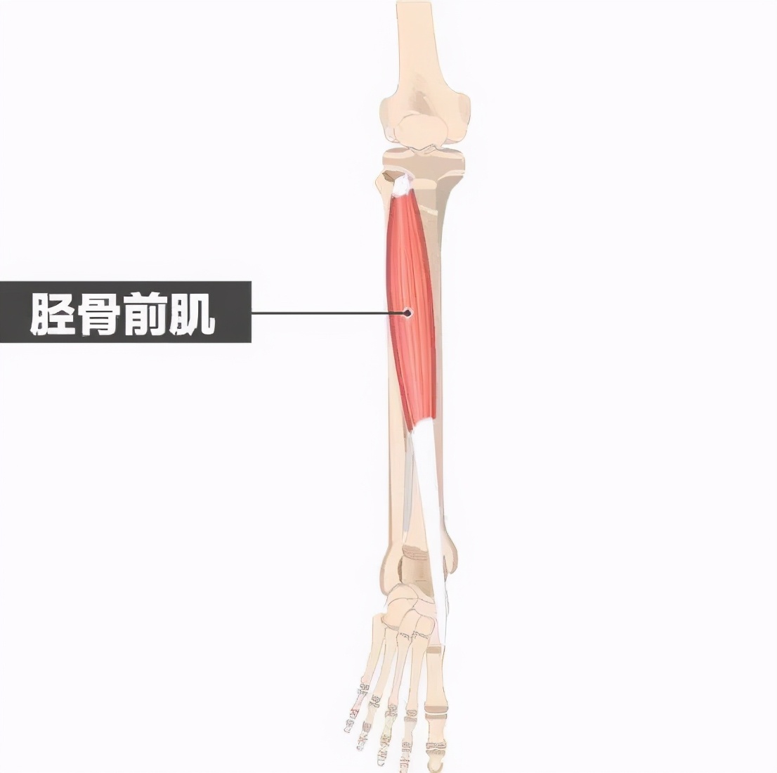 动作学院课程,动作学院体能培训