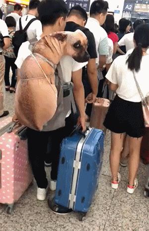 搞笑gif第八期,搞笑gif第三弹