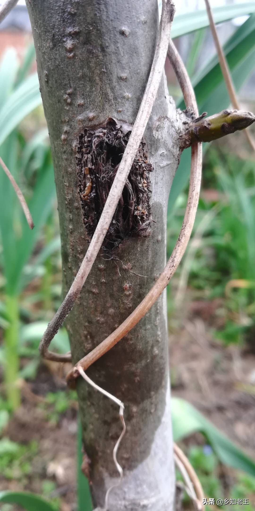 核桃树发黑落果严重怎么办,核桃树死枝是什么原因如何防治