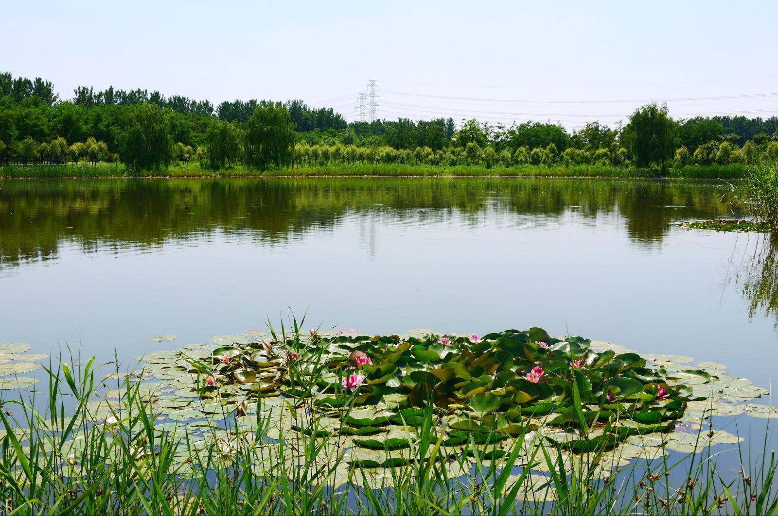 汉石桥湿地公园详细攻略,地大人少的地方