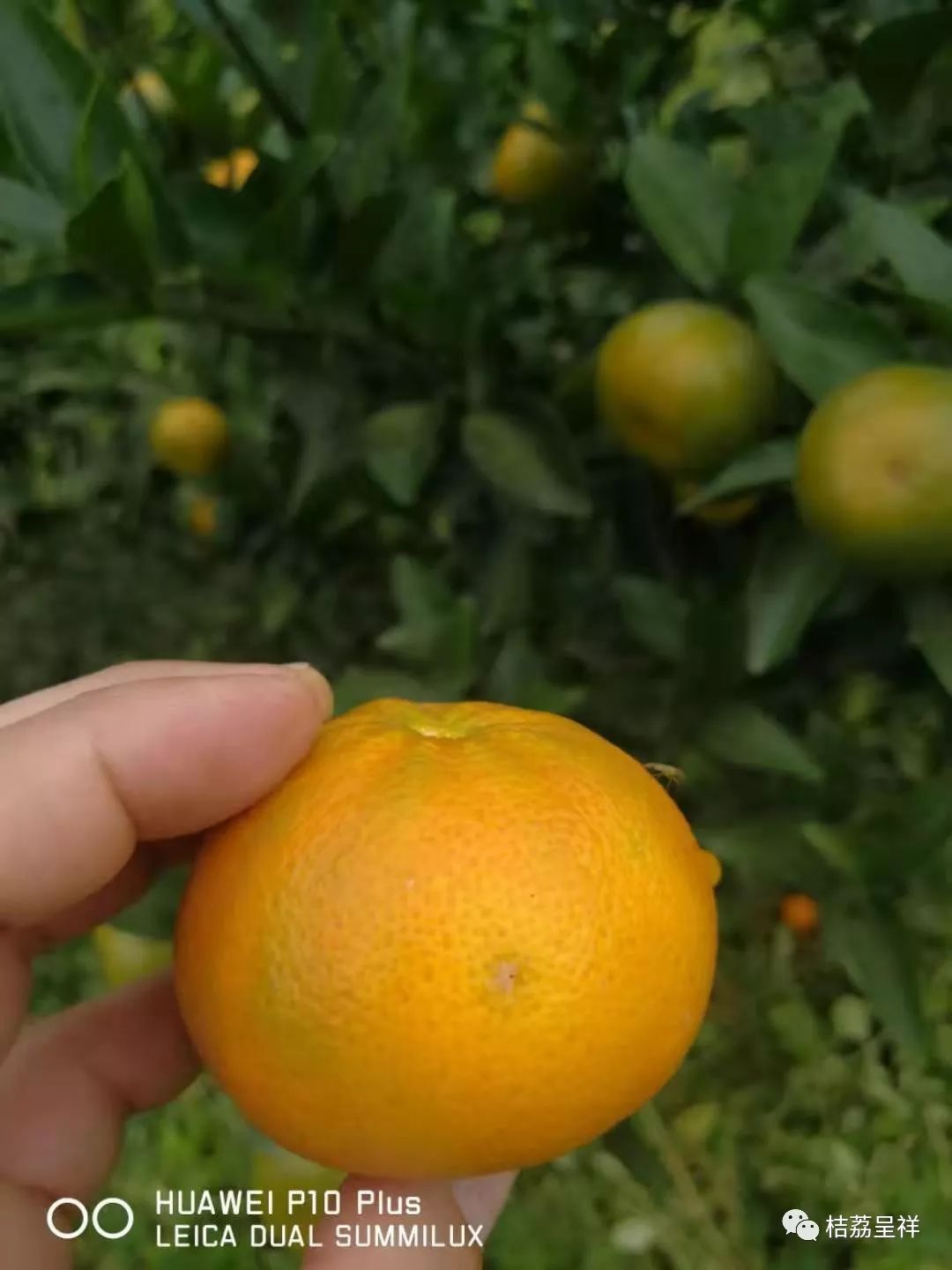 今年柑桔春季管理,柑桔种植全年管理计划