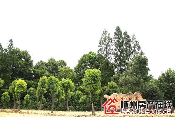 随州森源荣御中央185平米,荣御中央随州湖景房