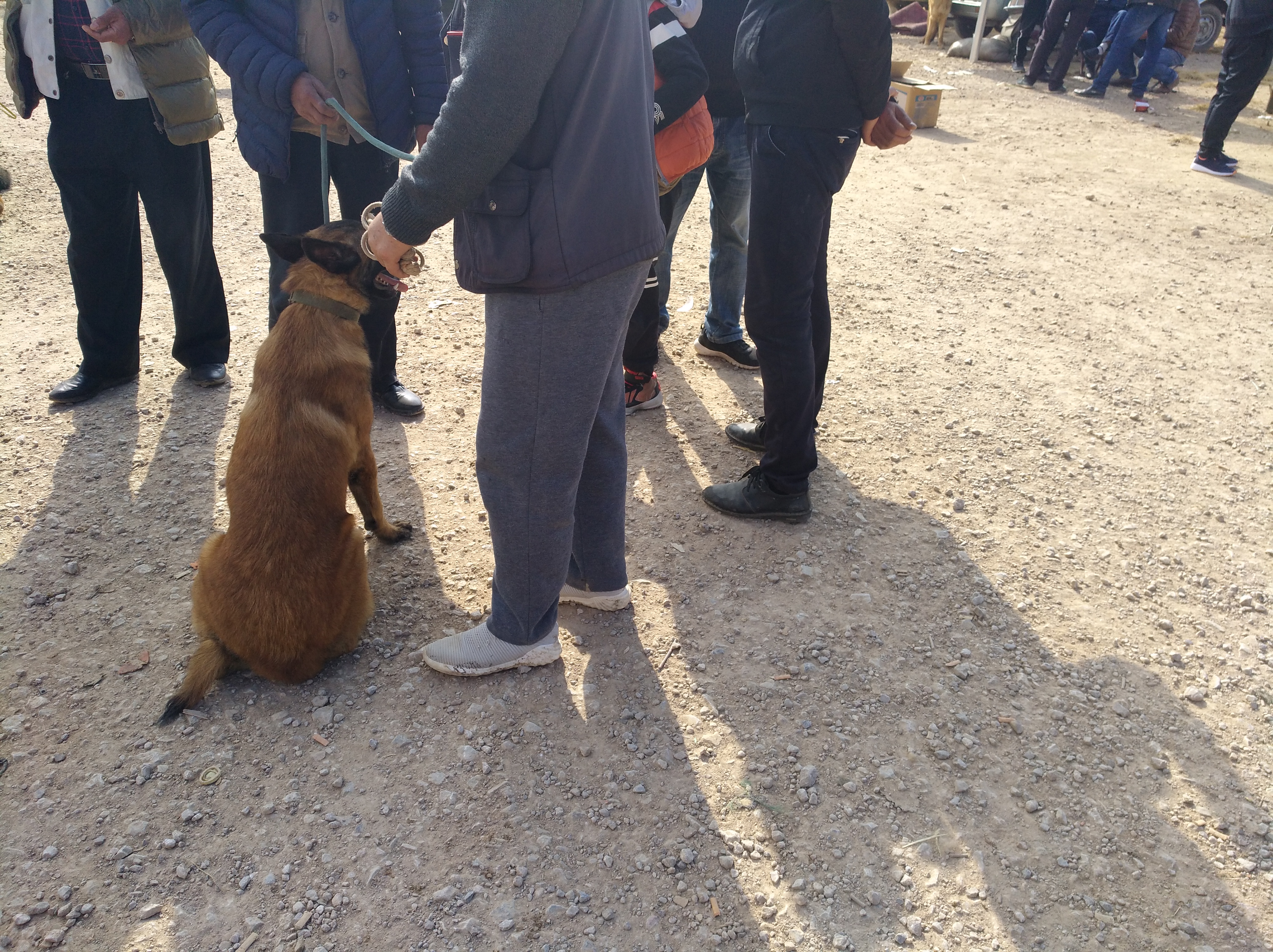 马犬有不训练天生就会很乖的狗,不养不知道原来马犬可以这么优秀