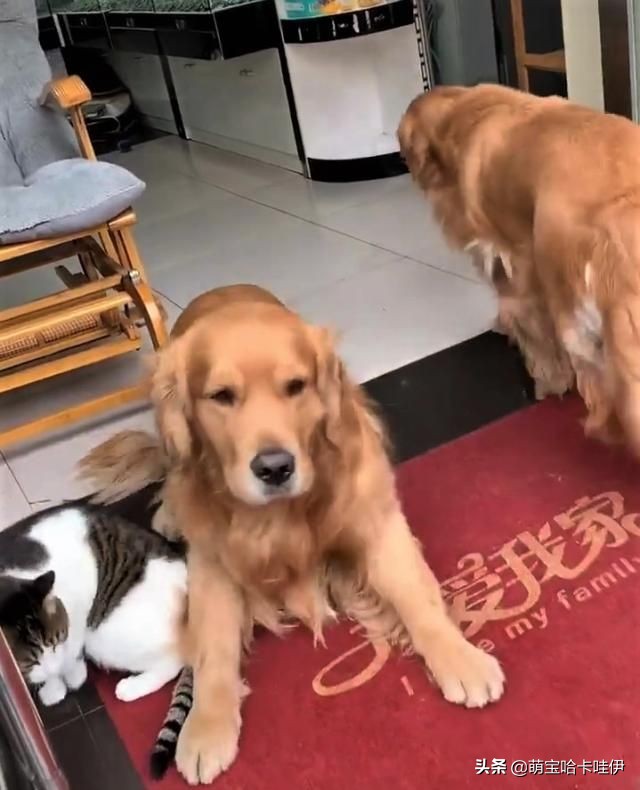 主人说客人来了,金毛整齐排队躲到仓库,连猫也不忘一起叼进去