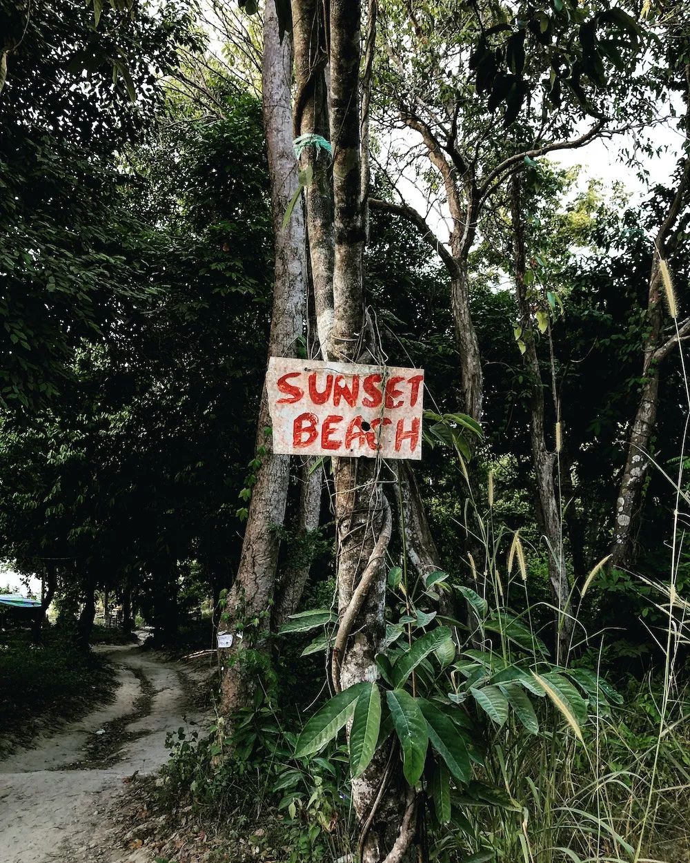 恋恋丽贝岛,人狗情未了|KohLipe