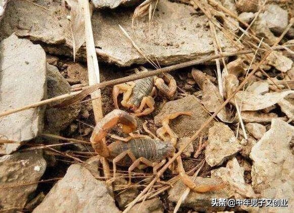蝎子养殖的知识和方法,养蝎子十养九不成原因