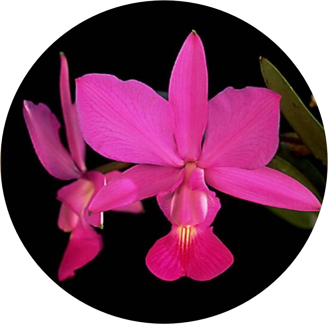 菊竹梅兰图欣赏,花中四君子的兰花图片