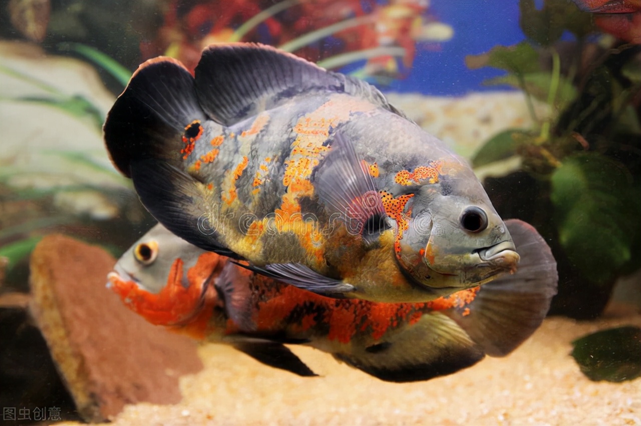 十种最旺家庭的热带鱼,十大最受欢迎的小型热带鱼