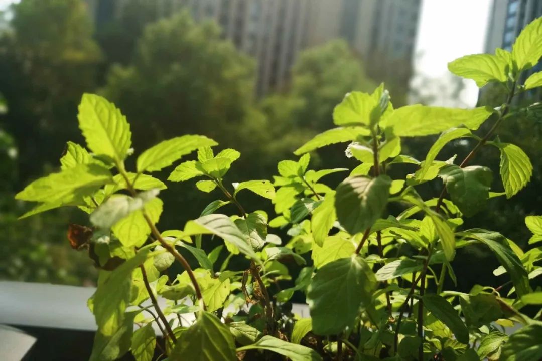 这9种花很常见可赏可吃可饮,这6种花自带香味还能泡水喝