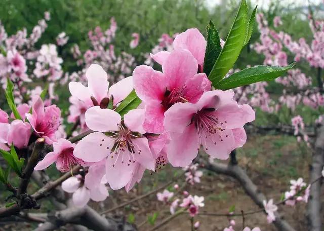 英文美句和翻译,英文美句精选