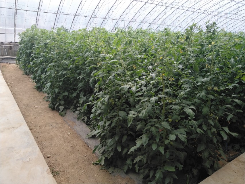 番茄茎老化怎么恢复,番茄髓部坏死怎么造成的