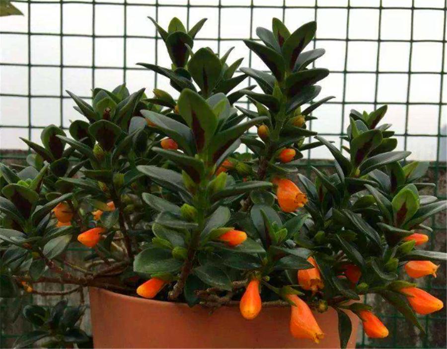 盆栽金鱼吊兰什么时候开花,秋季刚买的金鱼吊兰能开花